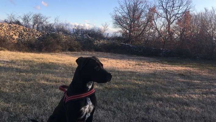 Mischlinge - die beste Rasse die es gibt-Beitrag-Bild