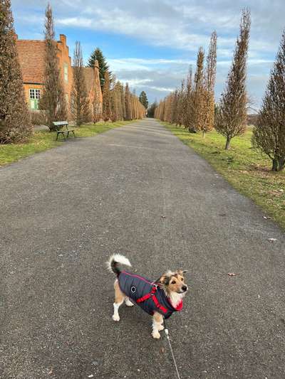 Hundetreffen-Kleinhundetreff hinter dem BND-Bild