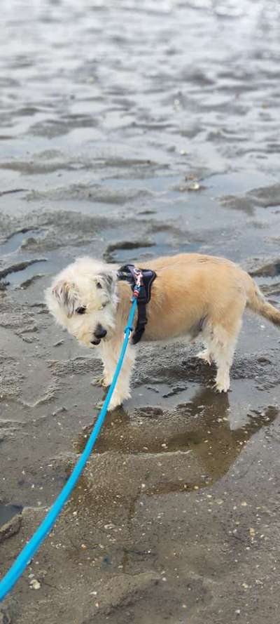 TierschutzhundeStammtisch🐕-Beitrag-Bild