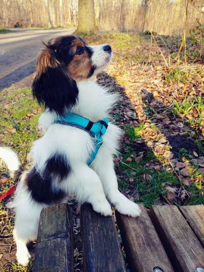 Wo sind die Papillon Besitzer?-Beitrag-Bild