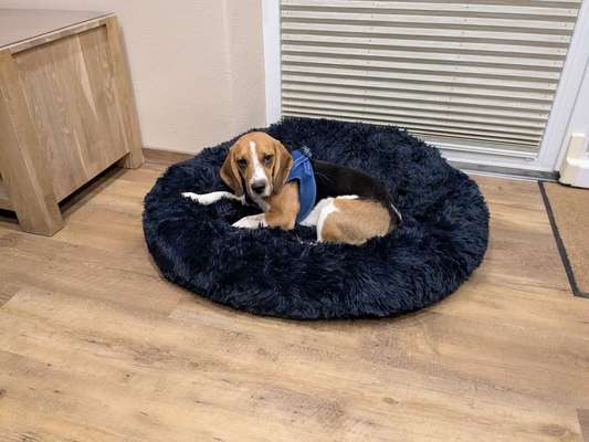 Unsere Fellnasen im Regenbogenland-Beitrag-Bild