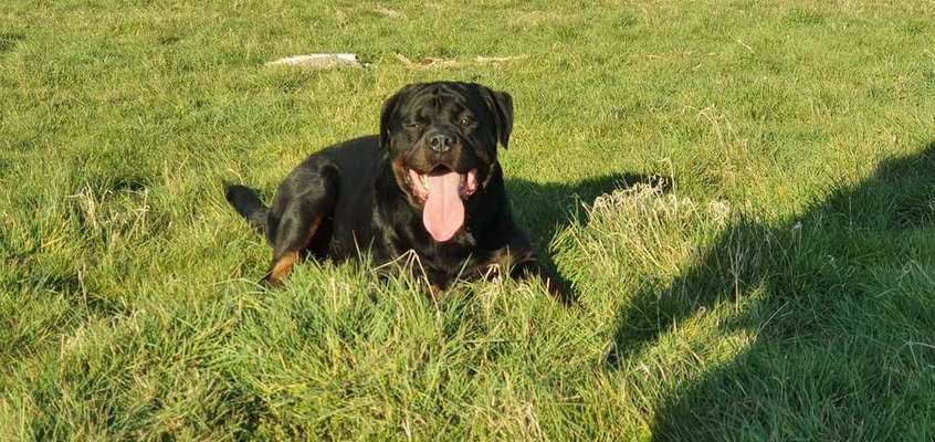 Wo sind denn die ganzen Rottis?-Beitrag-Bild