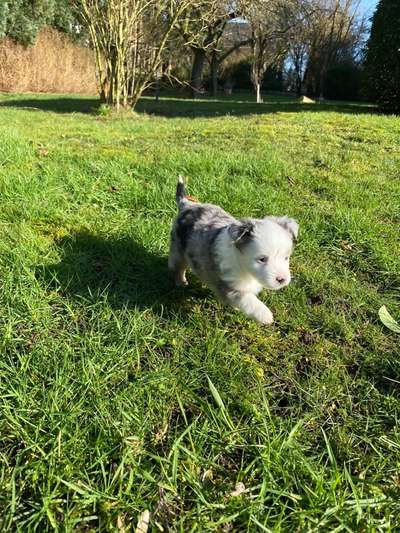 Welpen Bilder !-Beitrag-Bild