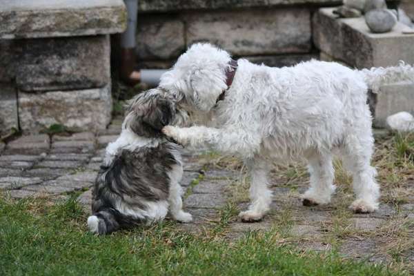 Welpen Bilder !-Beitrag-Bild