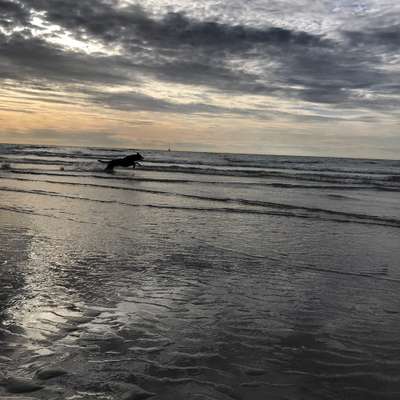 Dogorama-Monats-Challenge-Mai "Wasser"-Beitrag-Bild