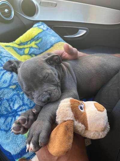 Welpen Bilder !-Beitrag-Bild