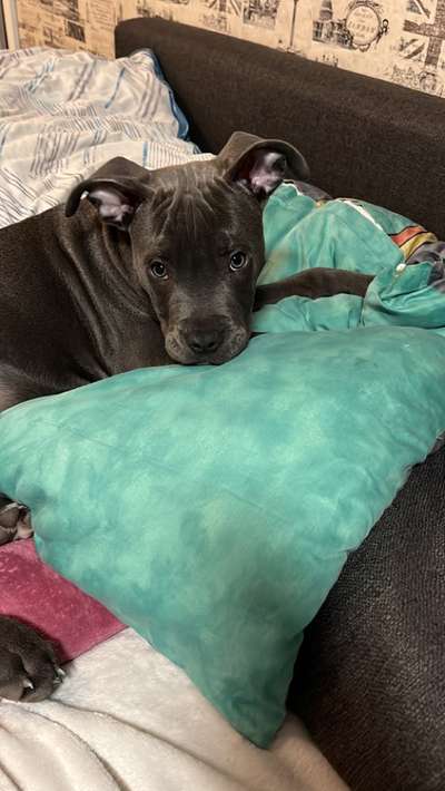 Welpen Bilder !-Beitrag-Bild