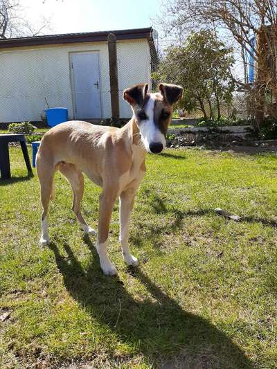 Windhunde - Treffen der besonderen Schönheiten
HERZLICH WILLKOMMEN-Beitrag-Bild