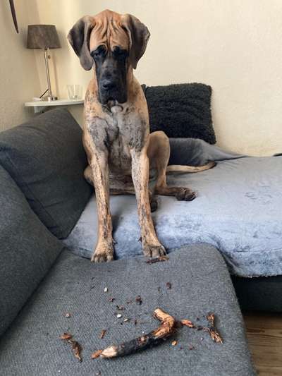 Deutsche Doggen Besitzer zeigt euch-Beitrag-Bild