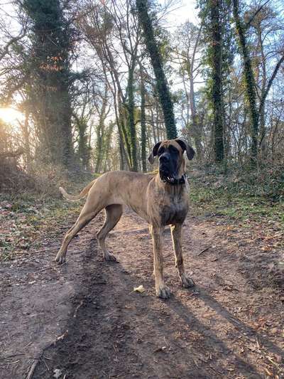 Hund und Natur-Beitrag-Bild