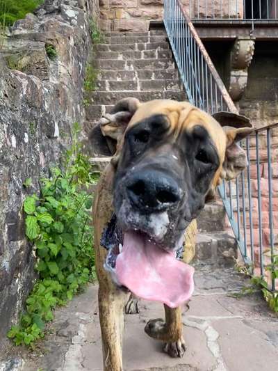 Fotochallenge Nr. 59 - Mein Hund zeigt die Zunge-Beitrag-Bild