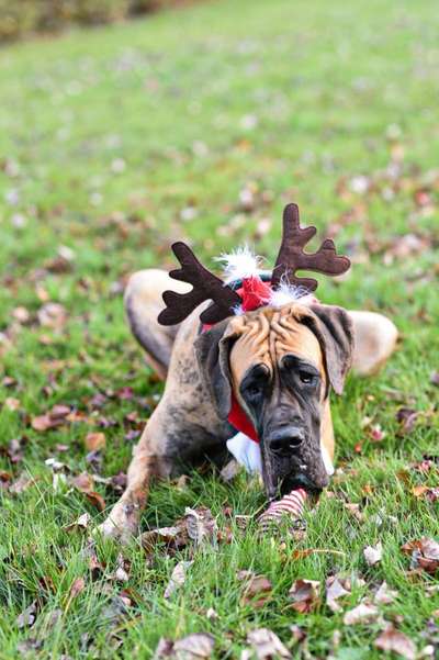 It's beginning to look a lot like.....-Beitrag-Bild