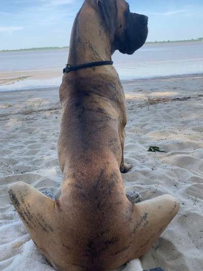 Die Dogorama Wochen Challenge: “Dein Hund im Urlaub”-Beitrag-Bild