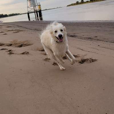 Hundetreffen-Gemeinsame Spaziergänge in ruhiger Gegend-Bild