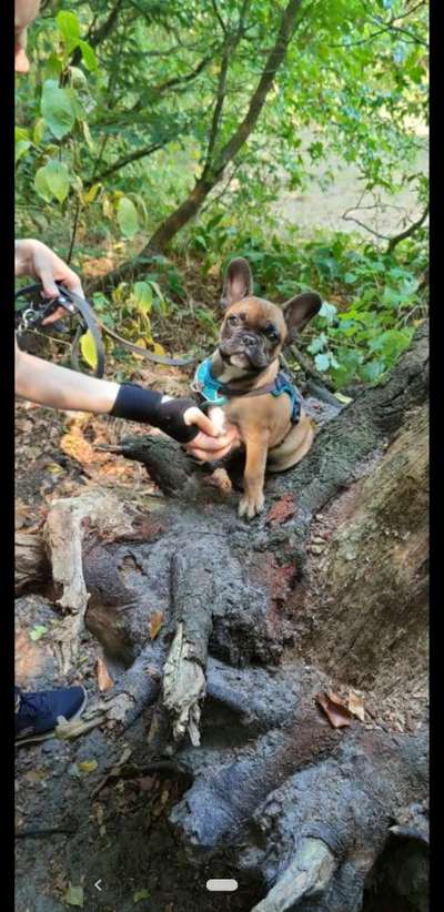 Dogorama Photo Challenge - Gassipause-Beitrag-Bild