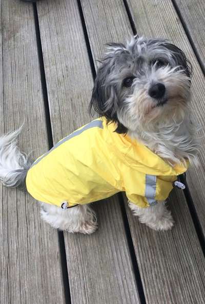 Die Dogorama Wochen Challenge-Beitrag-Bild