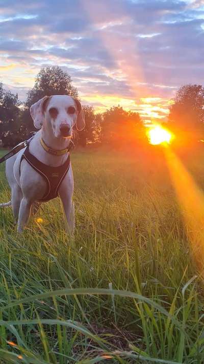 Auslandstierschutz-Beitrag-Bild