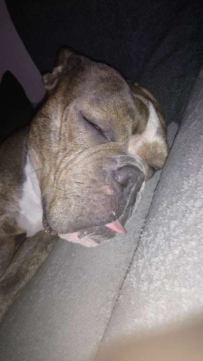 Olde English Bulldogge-Beitrag-Bild