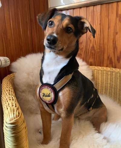 Wie sitzt mein Geschirr?-Beitrag-Bild