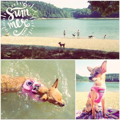 Dogorama-Monats-Challenge-Mai "Wasser"-Beitrag-Bild