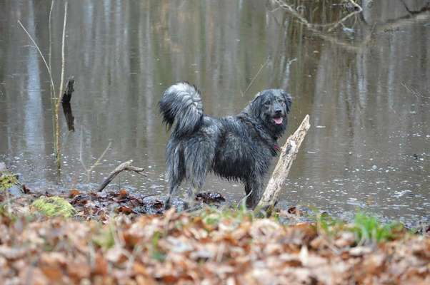 Dogorama-Monats-Challenge-Mai "Wasser"-Beitrag-Bild