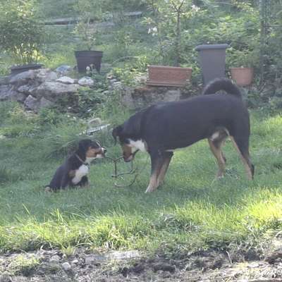 Hundetreffen-Welpentreffen im Raum Lilienfeld oder Mariazell-Bild