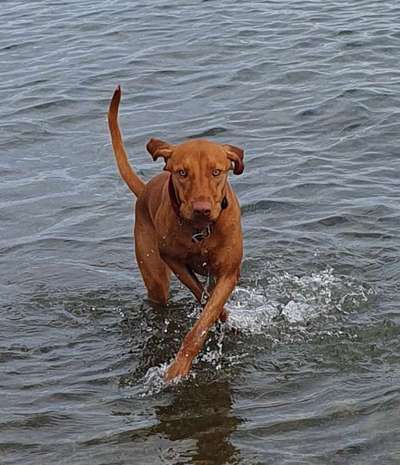 Dogorama Photo Challenge - Wasserspiele-Beitrag-Bild