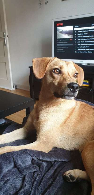 Mischlingshunde Foto Aufruf-Beitrag-Bild