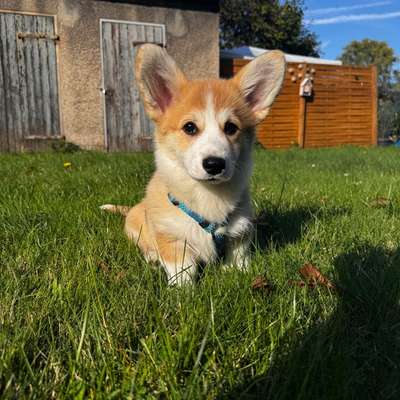 Hundetreffen-Welpentreff (Sozialisierung)-Bild