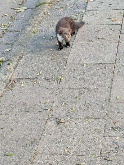 Giftköder-Kranker Marder Gefahr vorbei-Bild