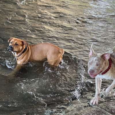 Hundetreffen-Riesenbaby Treffen-Bild