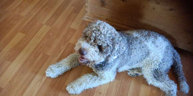 Wie kamst du zu deinem Hund?-Beitrag-Bild