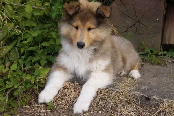 Langhaar Collies-Beitrag-Bild