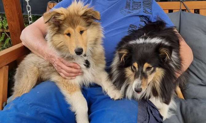 Collies -wo seid ihr?-Beitrag-Bild