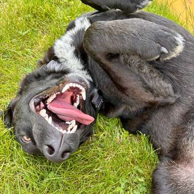 Hundetreffen-Spielrunde Klettenbergpark-Bild