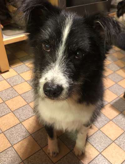 Dogorama Photo Challenge - Hundeblick zum hinschmelzen-Beitrag-Bild