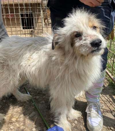 Gibts hier Mioritic Besitzer?-Beitrag-Bild