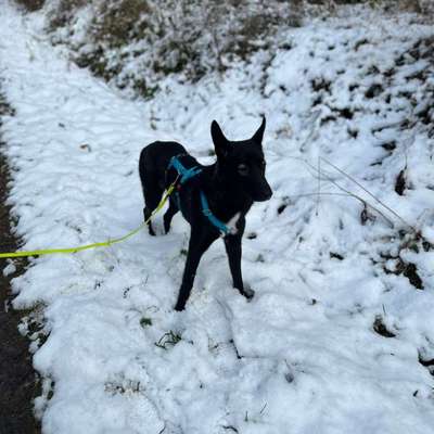 Hundetreffen-Gassi Runde in Ulm-Bild