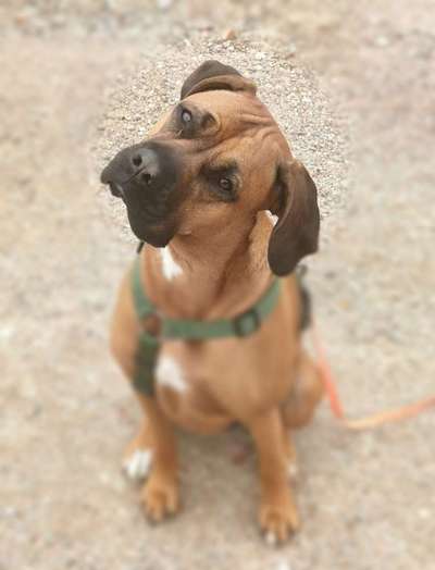 Rhodesian Ridgeback-Beitrag-Bild