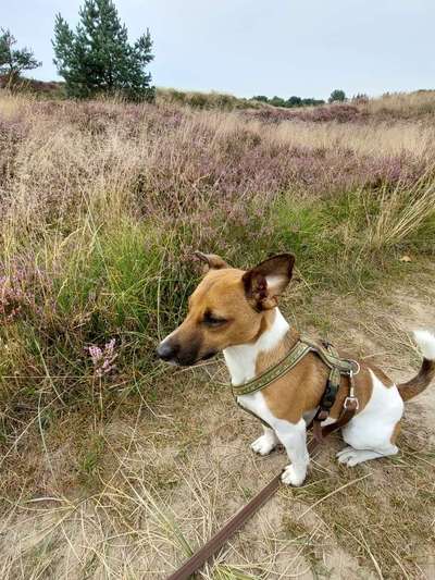 Wo sind die Jack und Parson Russell Terrier?-Beitrag-Bild