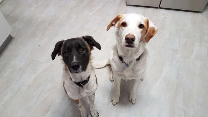 Tierschutzhund ist meine Lieblingsrasse-Beitrag-Bild