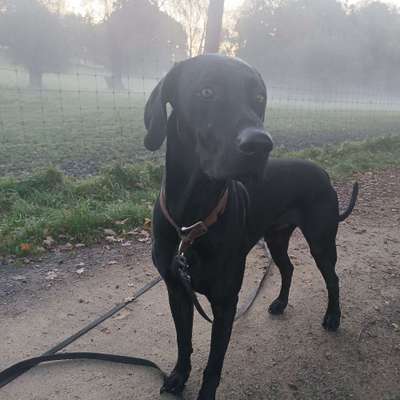 Hundetreffen-Bobby (2 Jahre jung, männlich) möchte Spieltreff mit Hündin oder Hund 🐾🐾-Bild