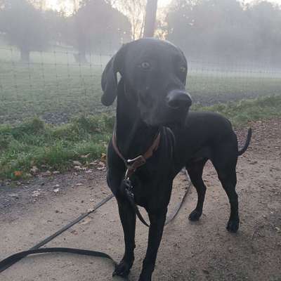 Hundetreffen-Bobby (jung, männlich) möchte Spieltreff mit Hündin oder Hund-Bild