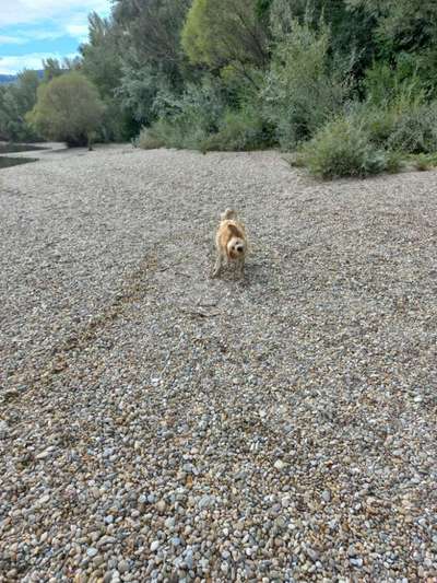 Entwurmung mit Milbactor-Tablette-Beitrag-Bild