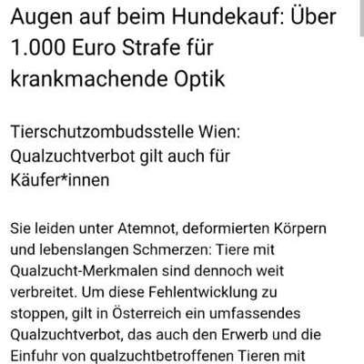 Qualzucht - Warum Aufklärung alleine nicht reicht-Beitrag-Bild