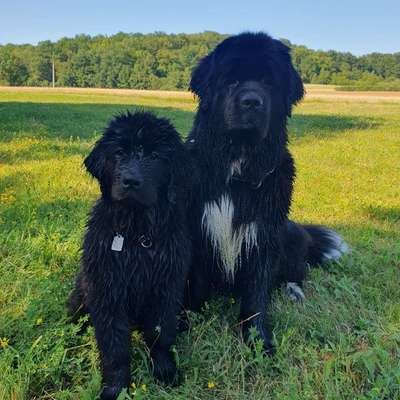 Hundetreffen-Spieltreffen Spaziergang-Bild