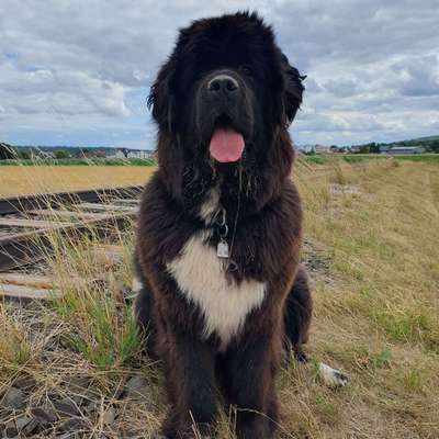 Hundetreffen-Spieltreffen Spaziergang