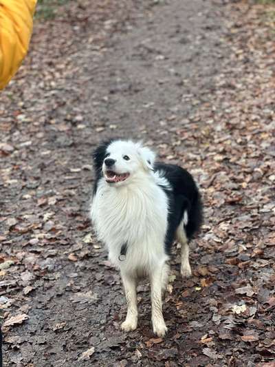 Hundetreffen-Gemeinsames Training & Social Walks-Bild