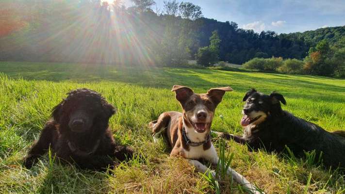 Die Dogorama Wochen Challenge-Beitrag-Bild