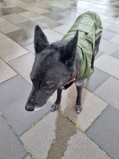 Hundekleidung - Top oder Flop-Beitrag-Bild